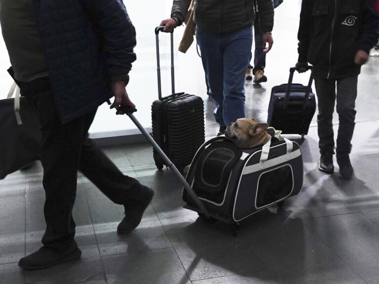 Here's what to know if you are traveling abroad with your dog