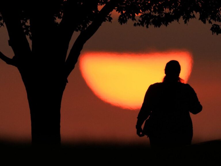 Hot history: Tree rings show that last northern summer was the warmest since year 1