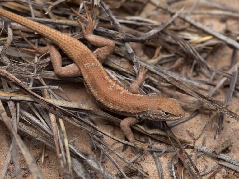 New endangered listing for rare lizard could slow oil and gas drilling in New Mexico and West Texas