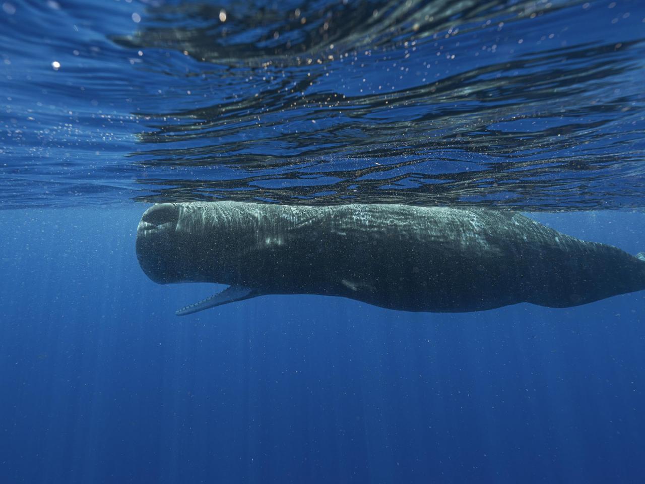 Scientists are learning the basic building blocks of sperm whale language after years of effort