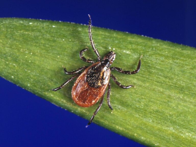 Tick season has arrived. Protect yourself with these tips