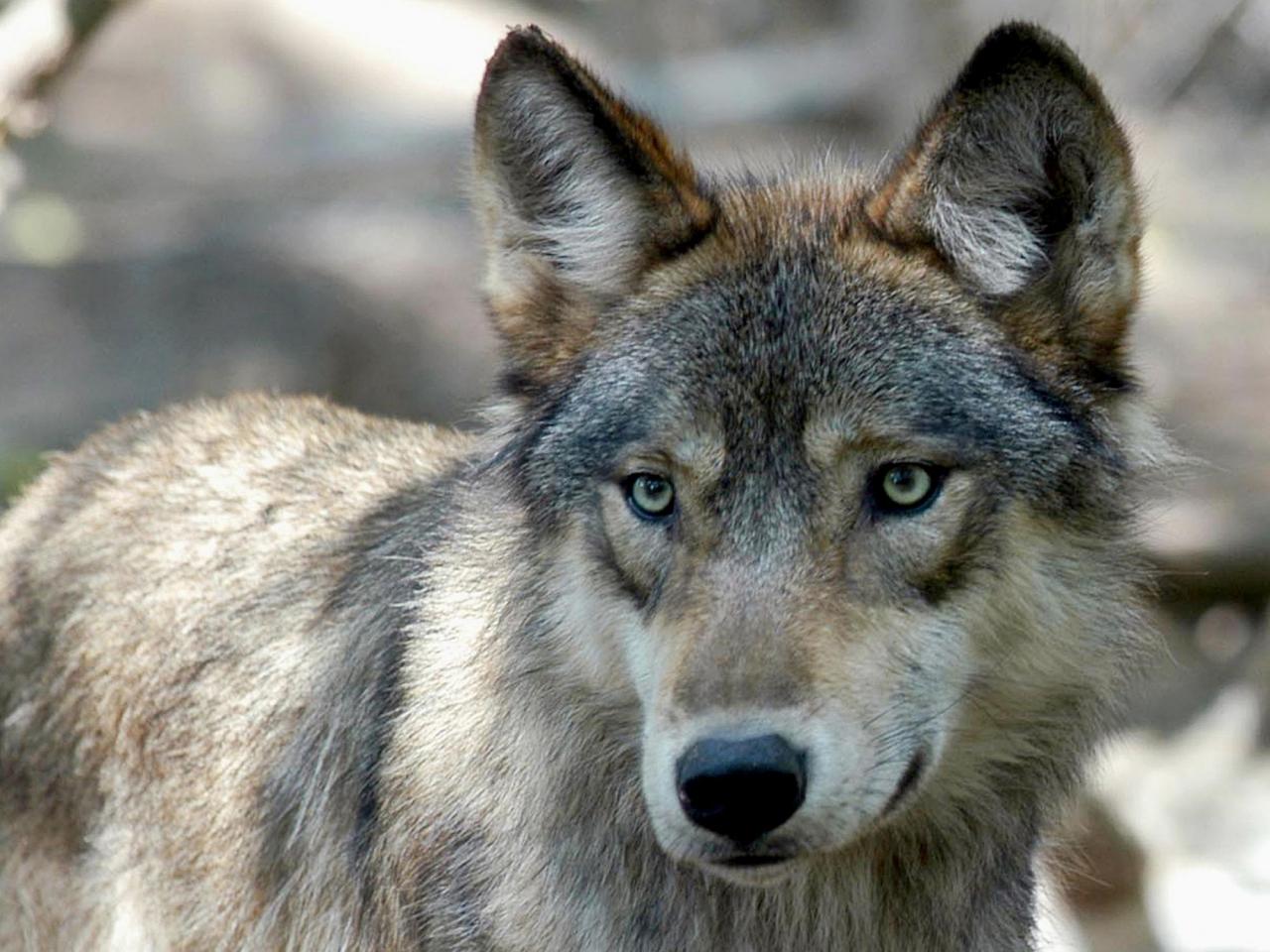 US House votes to remove wolves from endangered list in 48 states