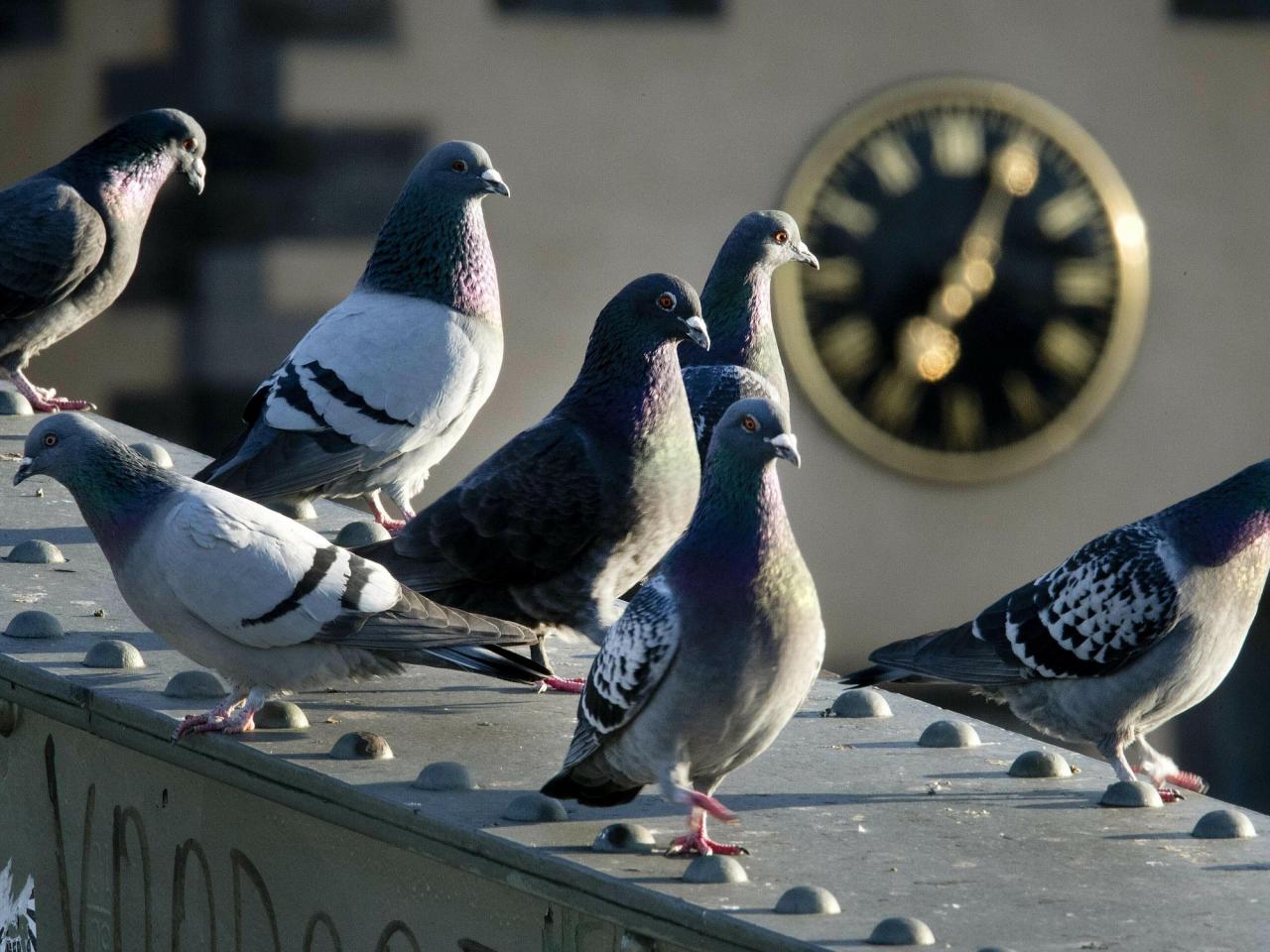 A German town's referendum on culling pigeons has led to an uproar by animal rights activists