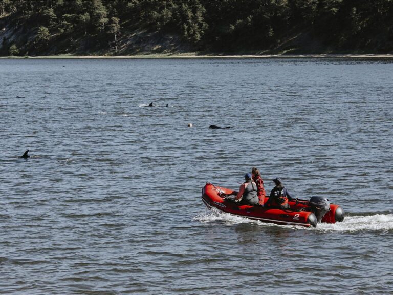 Animal rescuers try to keep dozens of dolphins away from Cape Cod shallows after mass stranding