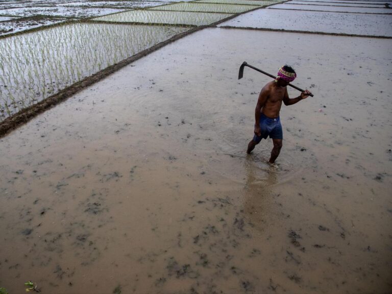 Climate change makes India's monsoons erratic. Can farmers still find a way to prosper?