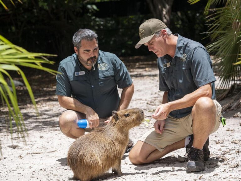 Female capybara goes to Florida as part of a breeding program for the large South American rodents