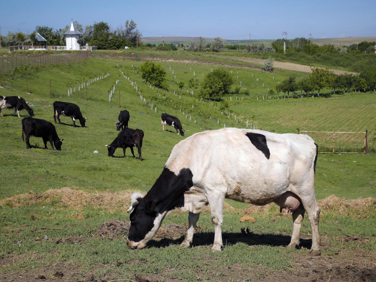 Flatulent cows and pigs will face a carbon tax in Denmark, a world first