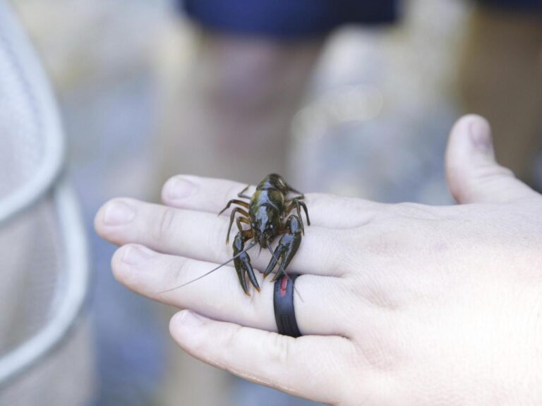 For the endangered Nashville crayfish, its rebound is both good and bad news