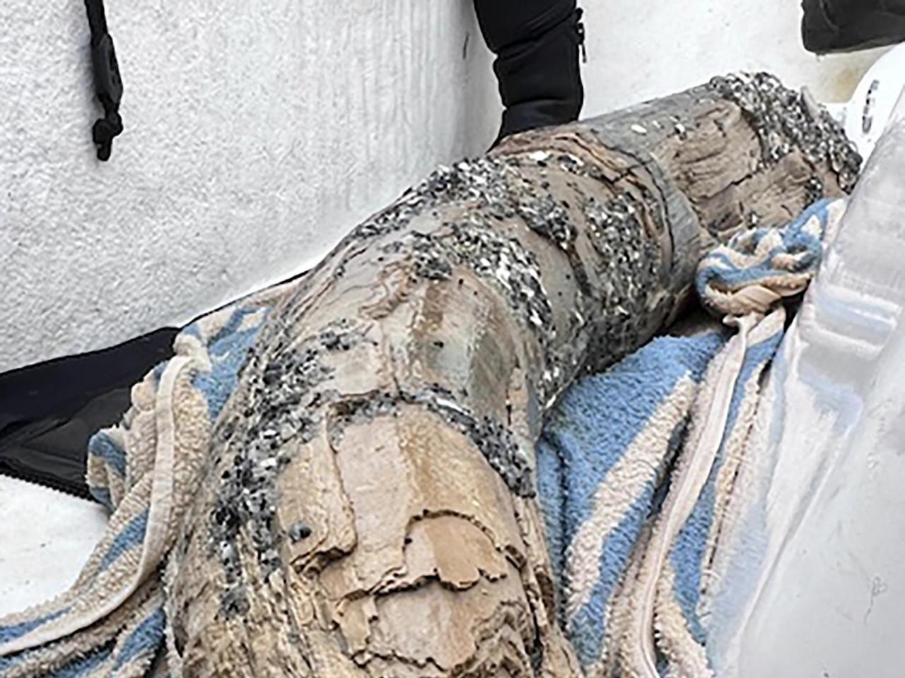 Fossil-hunting diver says he has found a large section of mastodon tusk off Florida's coast