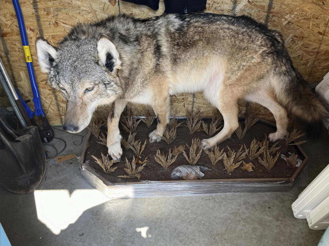 No charges in killing of gray wolf in southern Michigan. Experts stumped about how it got there.