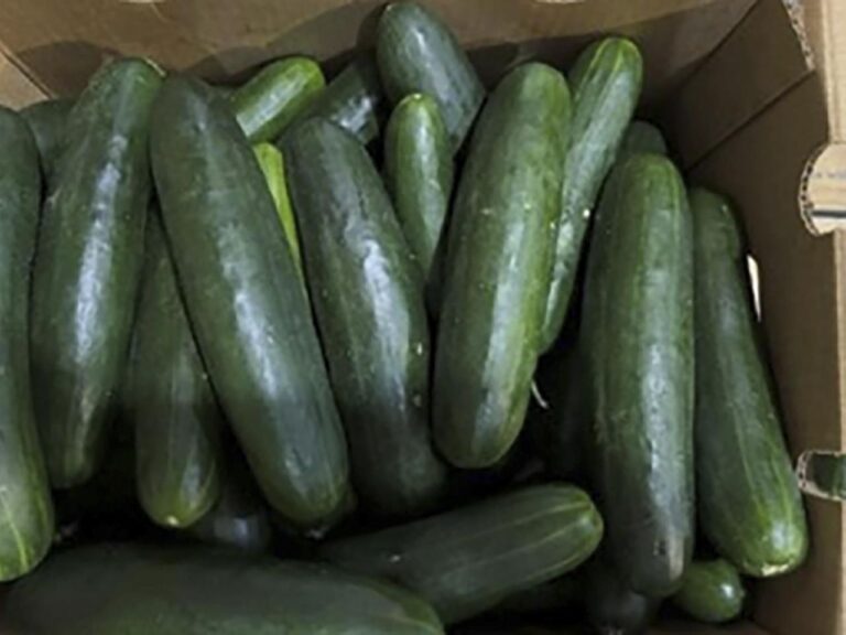 Salmonella outbreak may be linked to recalled cucumbers, CDC says