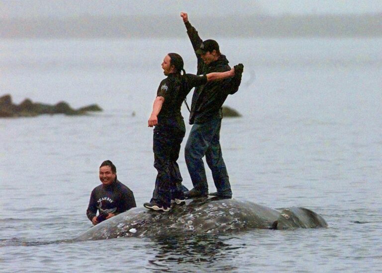 Washington's Makah Tribe could once again harpoon whales as US waives conservation law