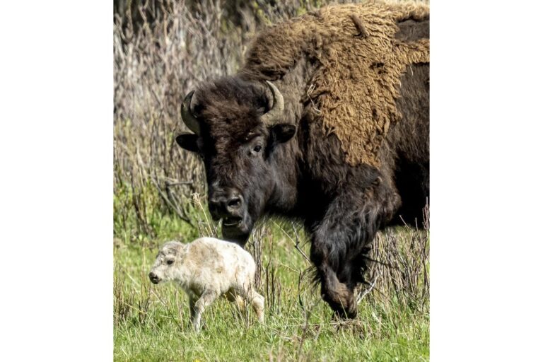 What could make a baby bison white?