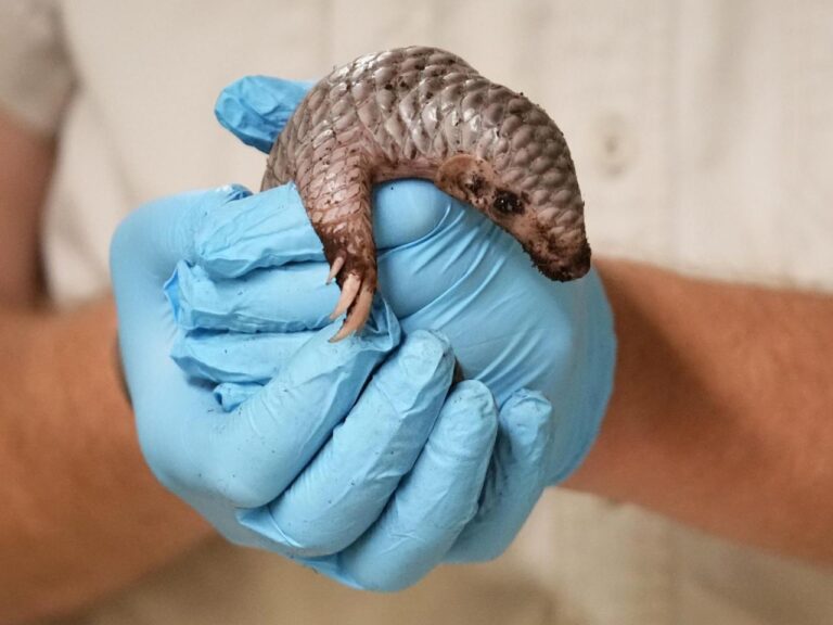 A second critically endangered Chinese pangolin is born in the Prague zoo in less than 2 years