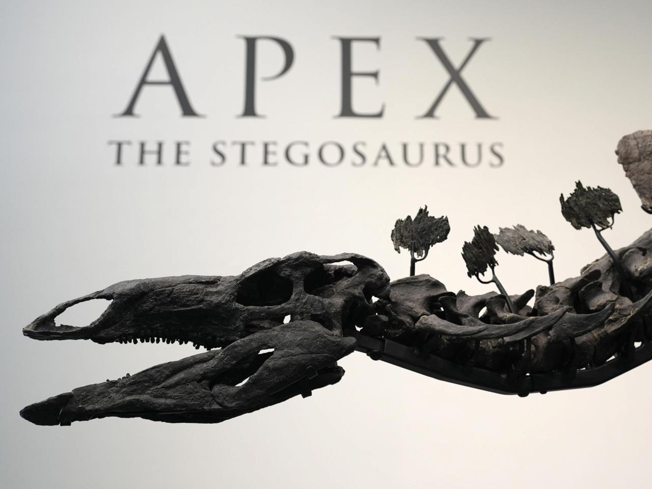 A stegosaurus nicknamed Apex will be auctioned in New York. Its remains show signs of arthritis