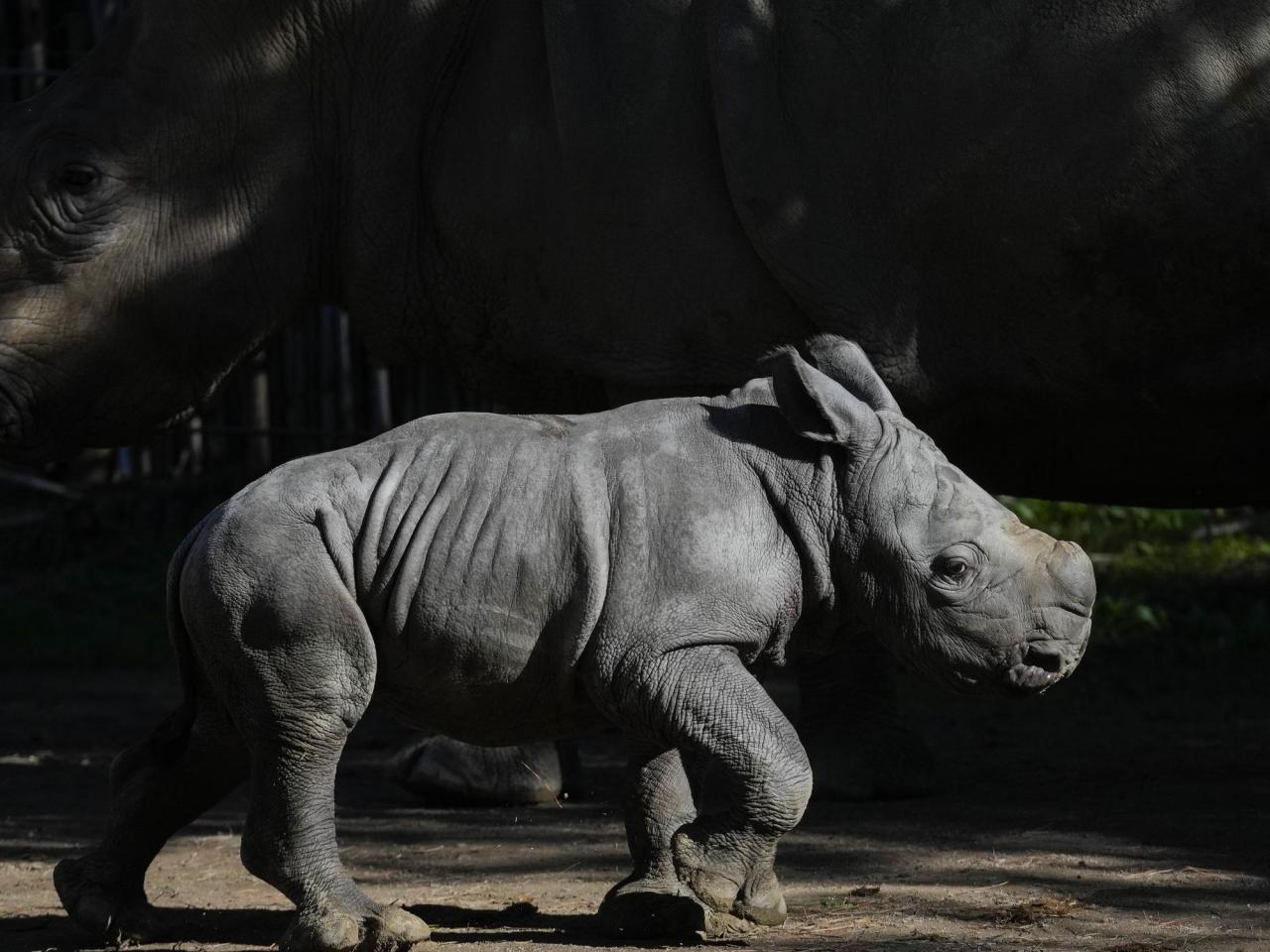 A white rhino is born in a Chilean zoo, boosting the near-endangered species