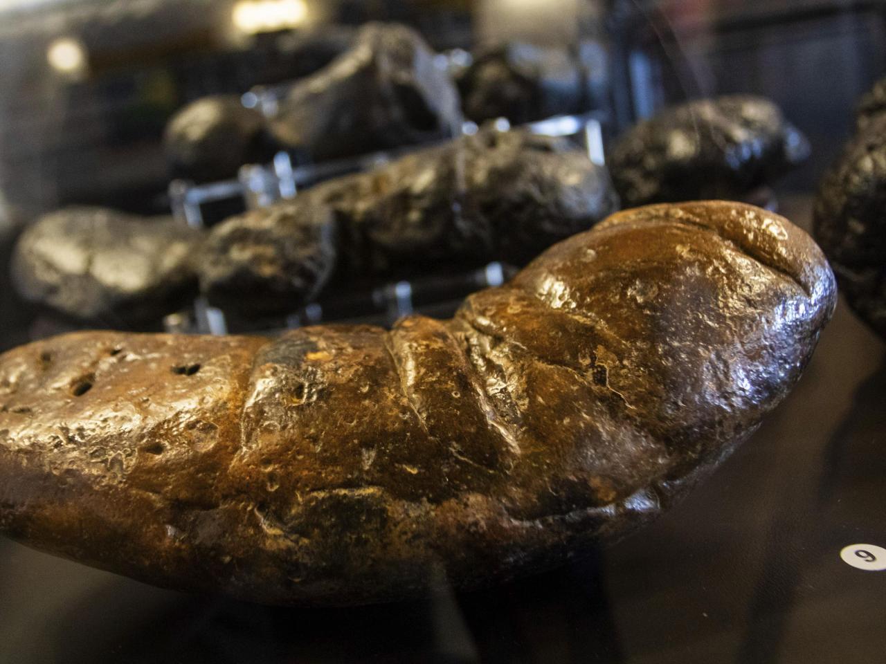 An Arizona museum tells the stories of ancient animals through their fossilized poop