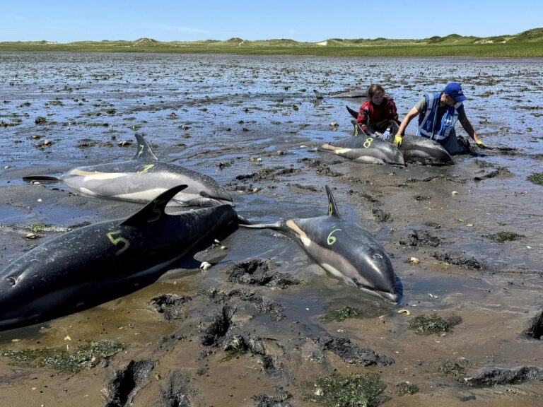 Cape Cod's fishhook topography makes it a global hotspot for mass strandings by dolphins