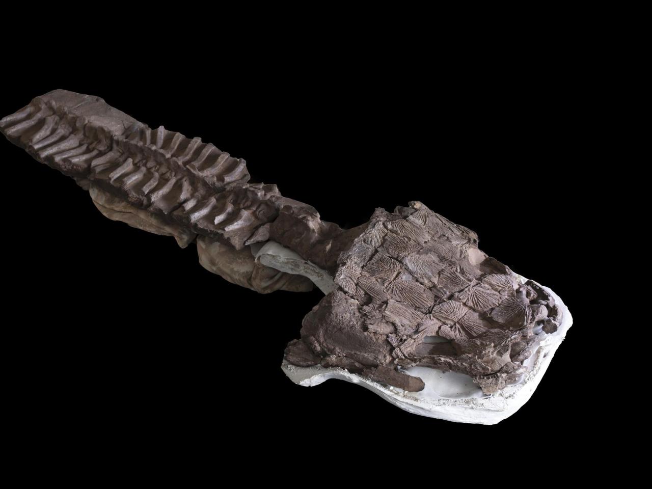 Fossils show huge salamanderlike predator with sharp fangs existed before the dinosaurs