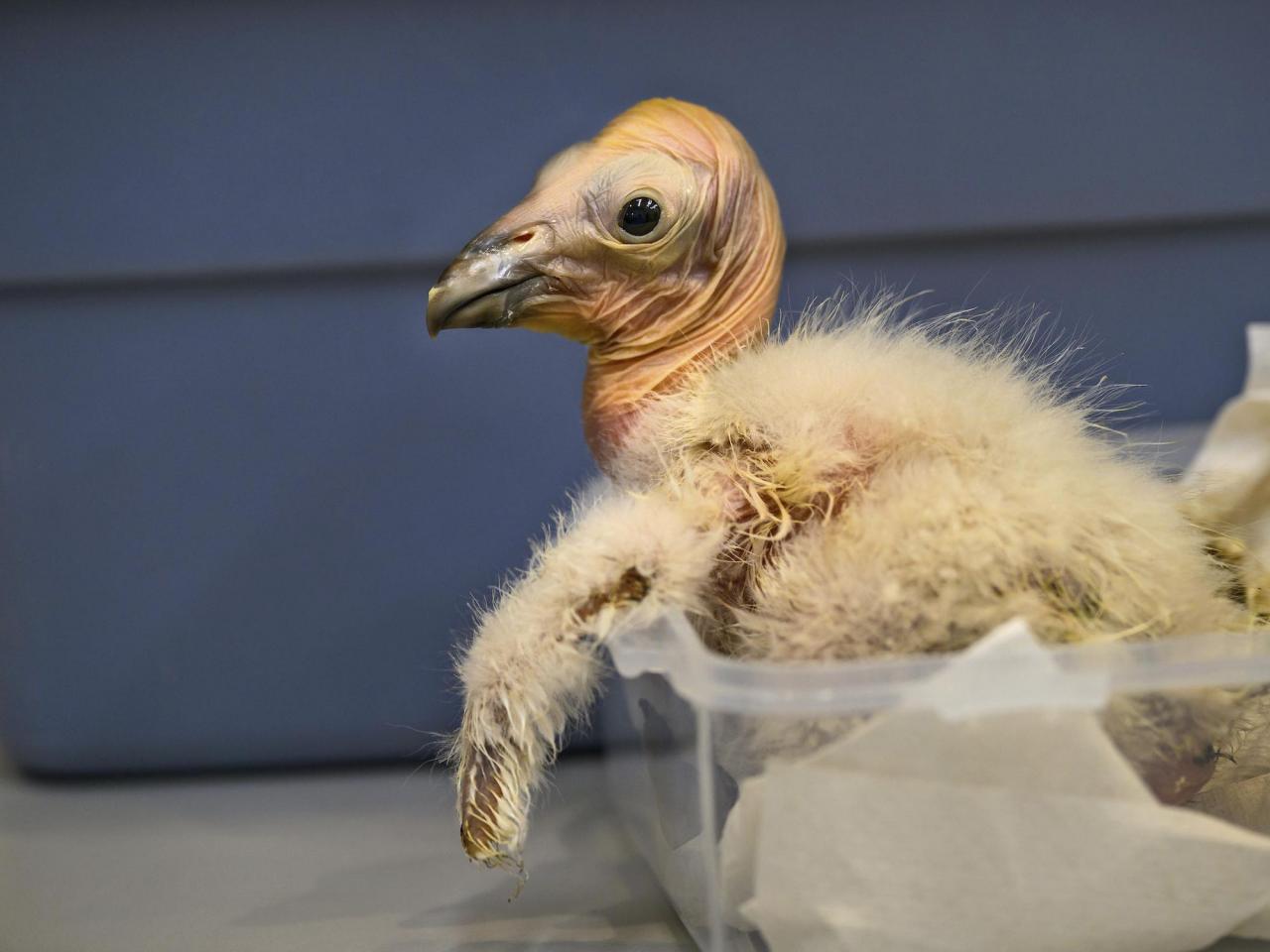 Los Angeles Zoo sets record with 17 California condor chicks hatched in 2024