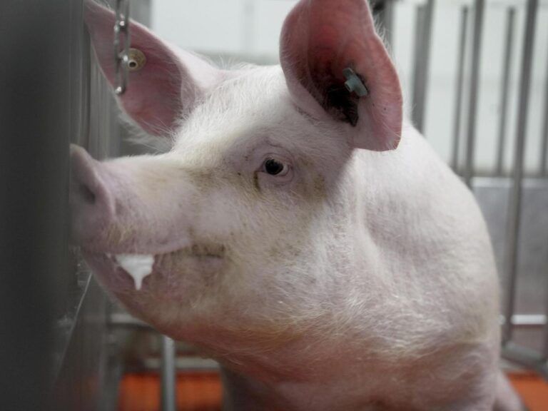 Meet some of the world's cleanest pigs, raised to grow kidneys and hearts for humans
