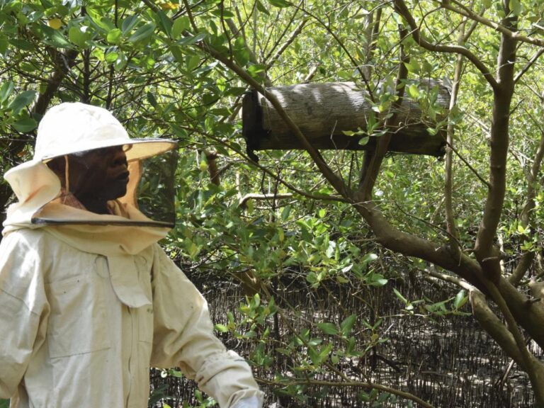 Mind the mangroves! Some Kenyans combat the threat of logging with hidden beehives