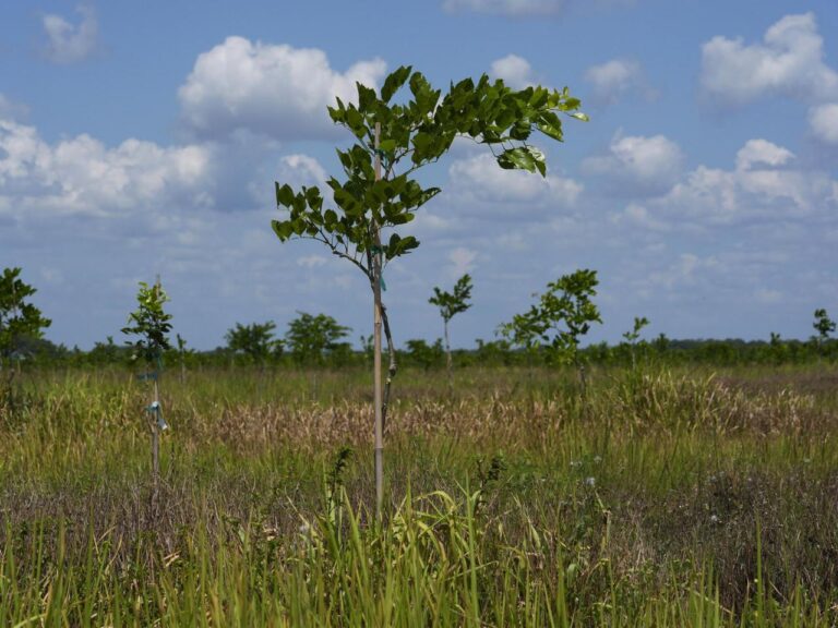 Pongamia trees grow where citrus once flourished, offering renewable energy and plant-based protein