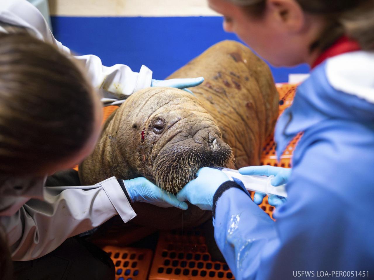 Rescued walrus calf 'sassy' and alert after seemingly being left by her herd in Alaska