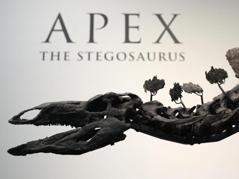 Stegosaurus fossil fetches nearly $45M, setting record for dinosaur auctions