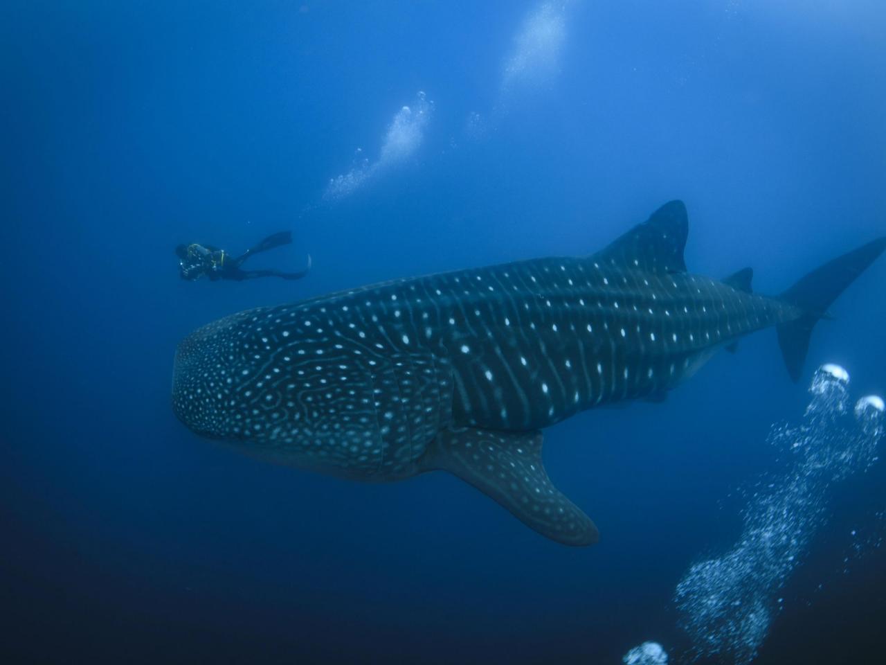 The Galapagos Islands and many of their unique creatures are at risk from warming waters