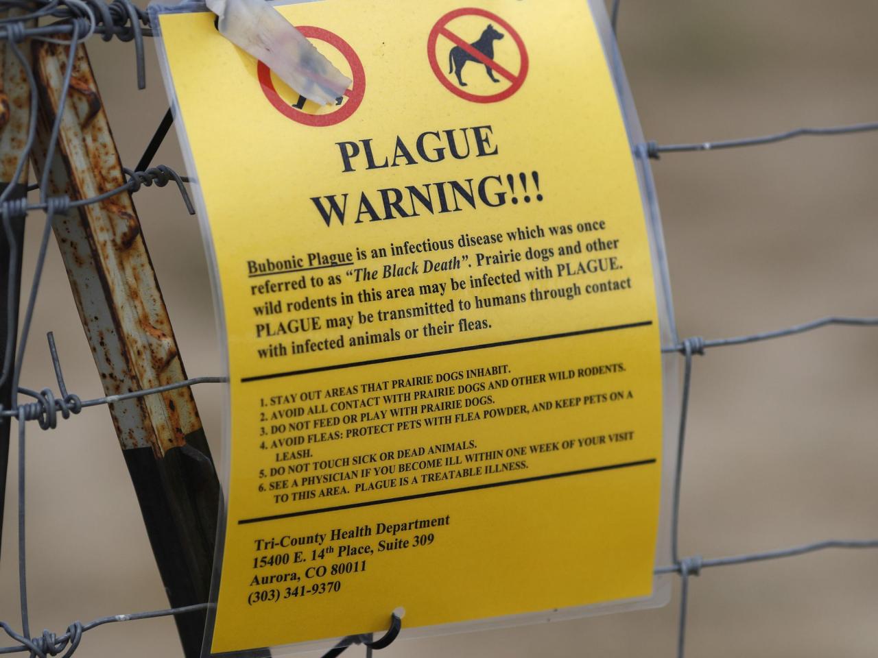 The plague rarely affects humans, though the US sees about 7 cases a year. Here's why