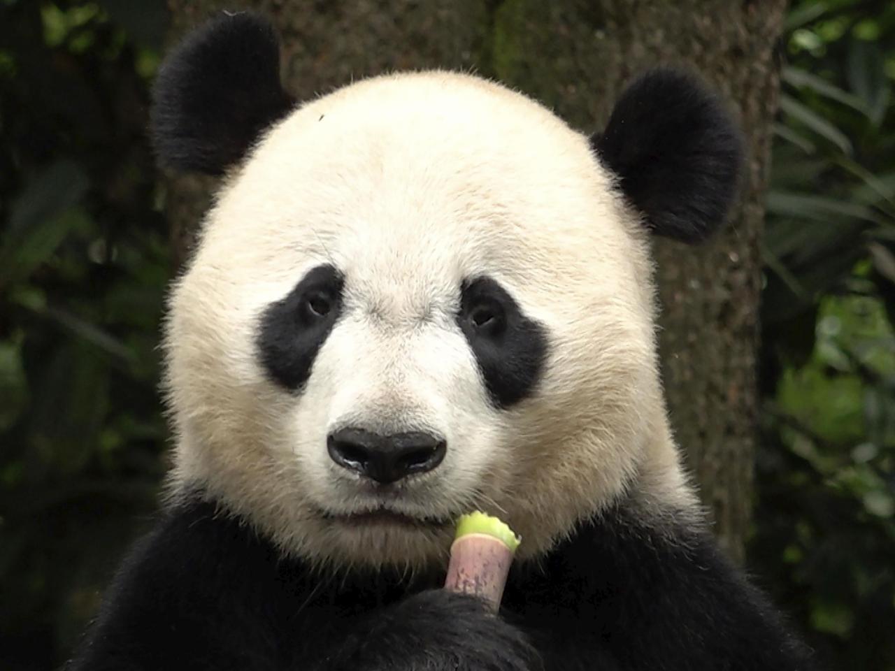 The winner in China's panda diplomacy: the pandas themselves