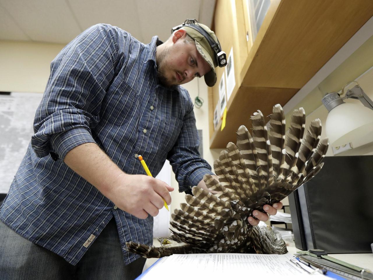 To save spotted owls, US officials plan to kill hundreds of thousands of another owl species