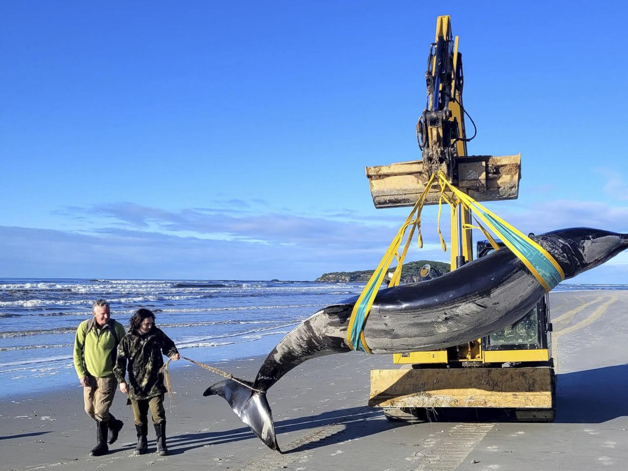 World’s rarest whale may have washed up on New Zealand beach, possibly shedding clues on species