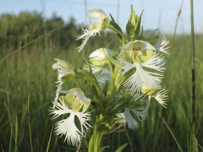 A rare orchid survives on a few tracts of prairie. Researchers want to learn its secrets