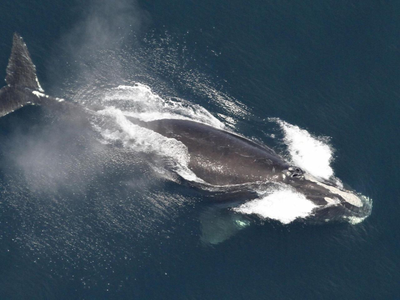 Feds announce funding push for ropeless fishing gear that spares rare whales