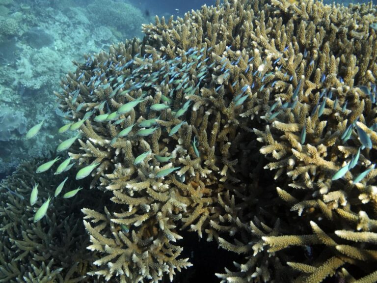 Great Barrier Reef waters were hottest in 400 years over the past decade, study finds