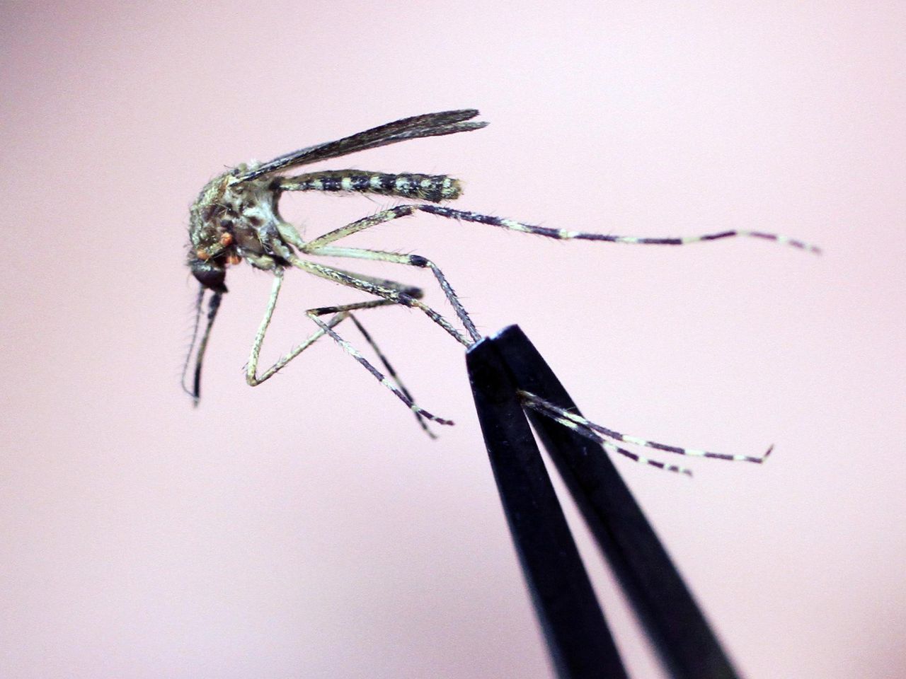 New Hampshire resident dies after testing positive for mosquito-borne encephalitis virus