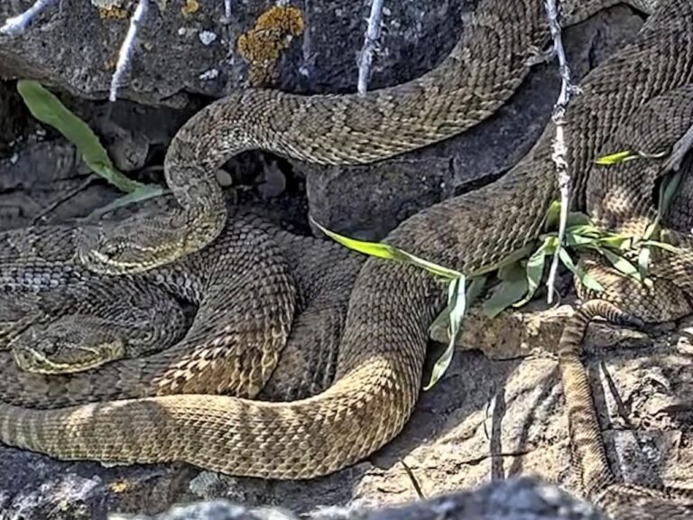 Newborn rattlesnakes at a Colorado 'mega den' are making their live debut