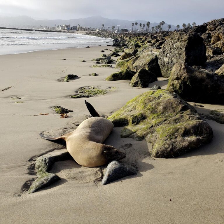 Sea lions are stranding themselves on California's coast with signs of poisoning by harmful algae