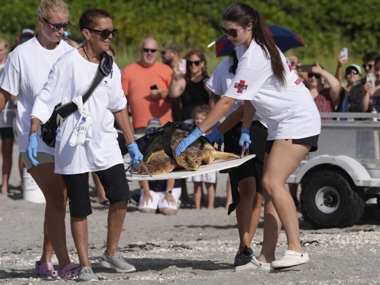 Subadult loggerhead sea turtle returns to Atlantic Ocean in Florida after rehabilitation