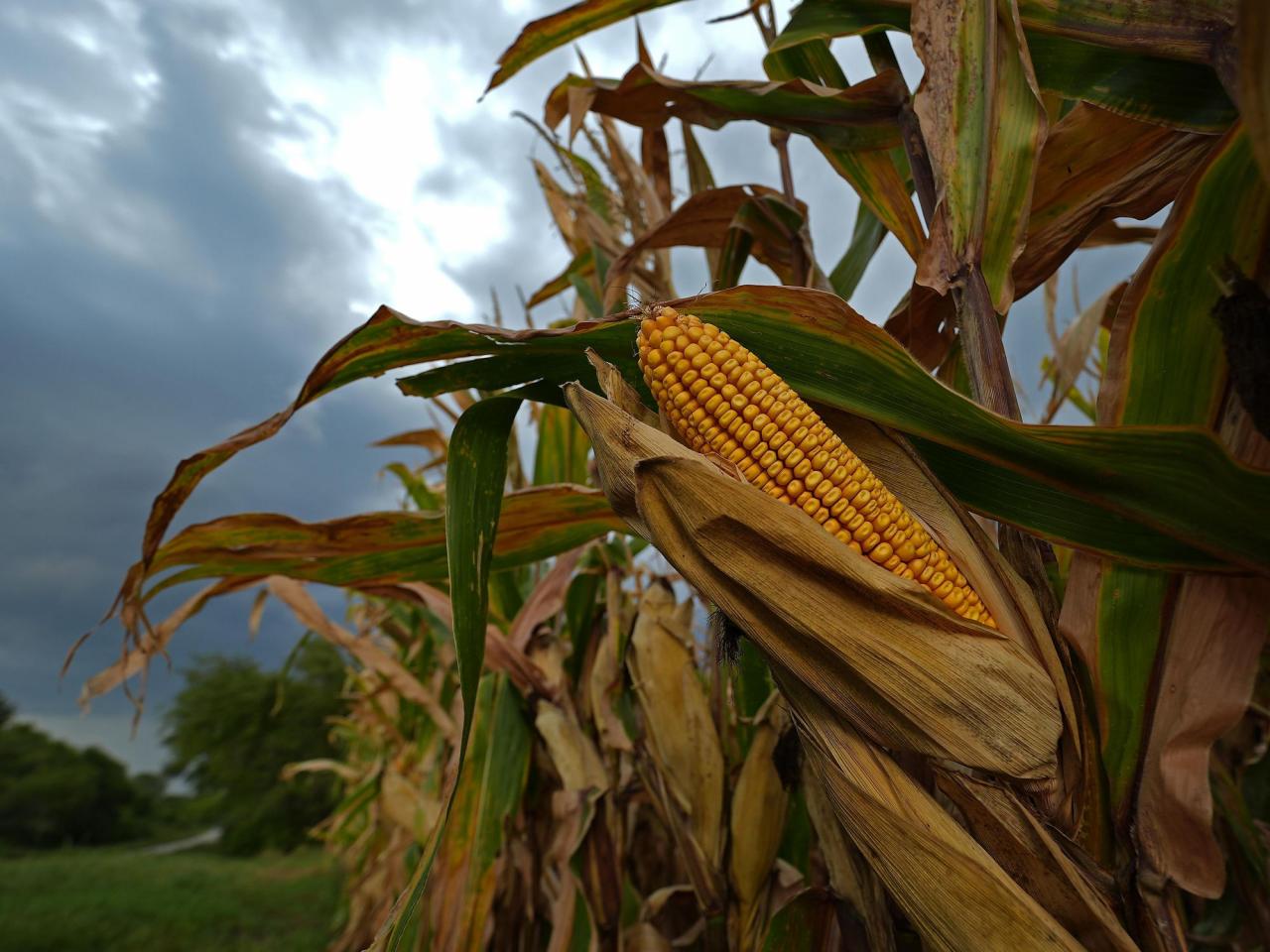 Sweaty corn is making it even more humid