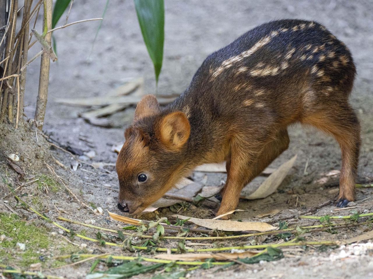 Tiny South American deer debuts at New York City zoo