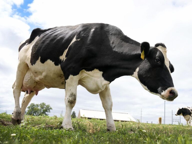 USDA efforts to solve the bird flu outbreak in cows are taking center stage in central Iowa