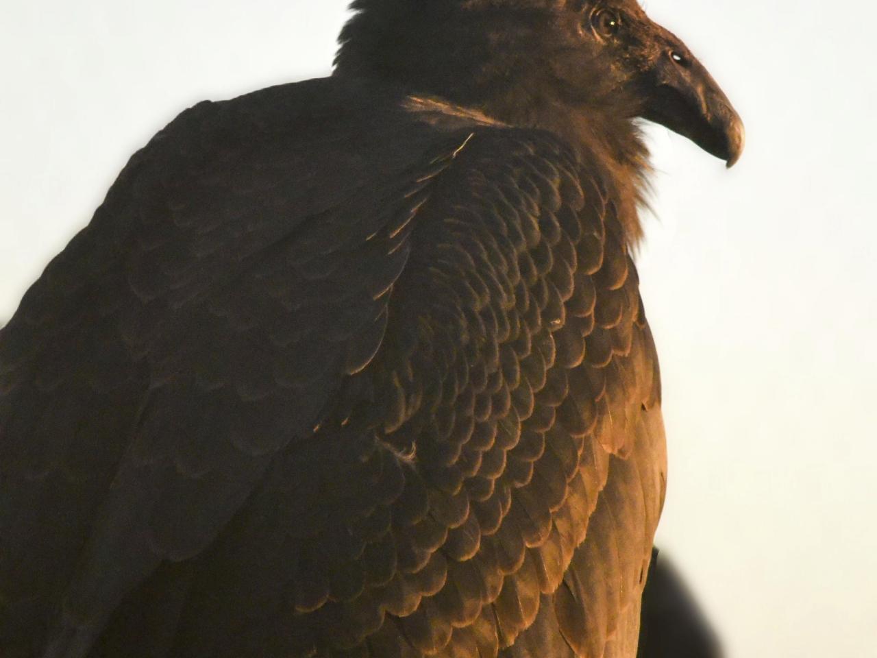 A rare condor hatched and raised by foster parents in captivity now gets to live wild