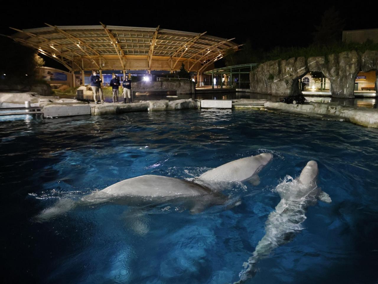 Connecticut aquarium pays over $12K to settle beluga care investigation