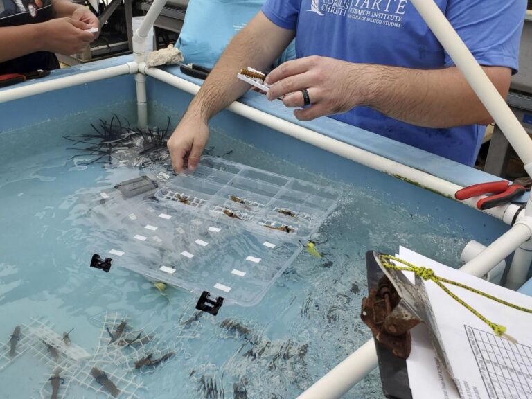 Endangered sea corals moved from South Florida to the Texas Gulf Coast for research and restoration