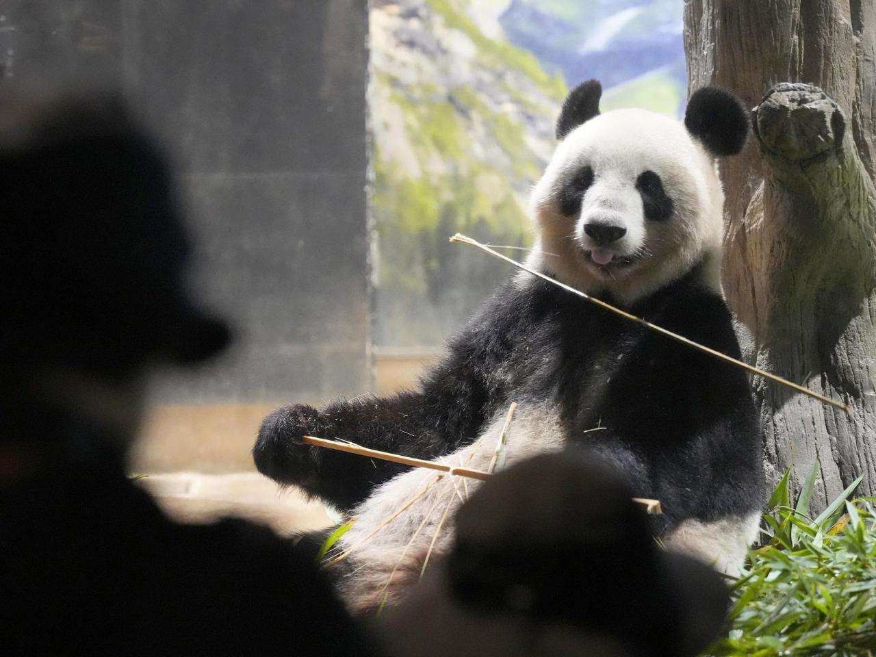 Japanese fans bid farewell to beloved panda pair before their return to China