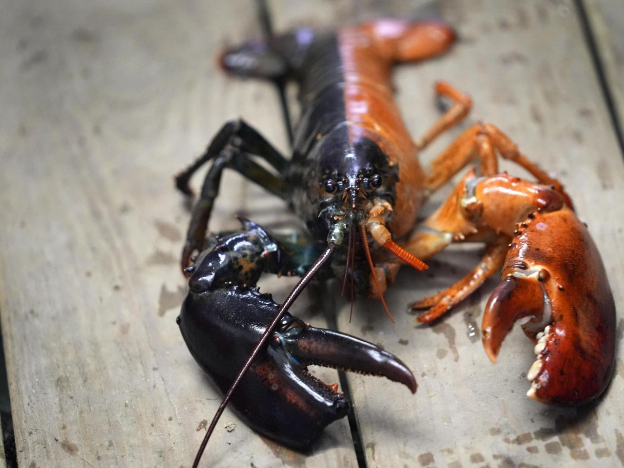 Just how rare is a rare-colored lobster? Scientists say answer could be under the shell