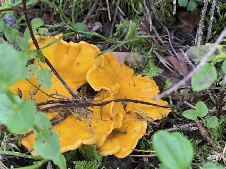 Mushrooms foraged in Sweden could help research Chernobyl fallout